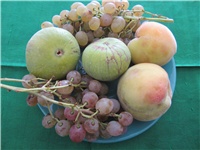 4ad18128-voće (3).JPG